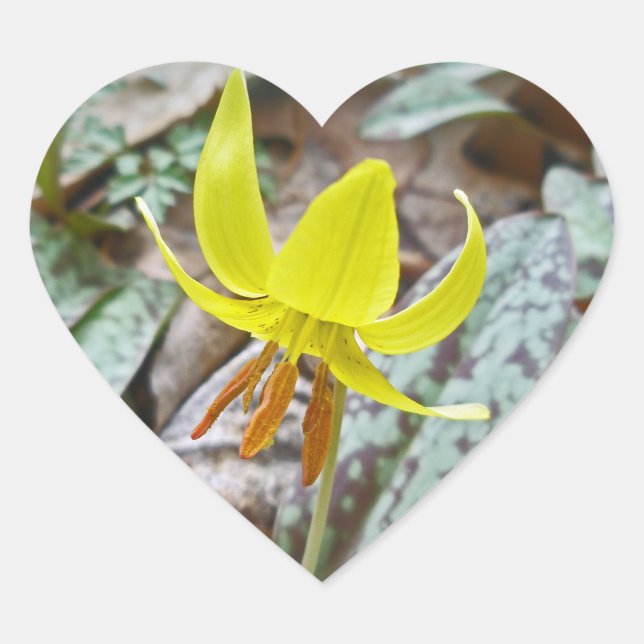 Sticker Cœur Trout Lily Fleur sauvage - Erythronium americanum (Devant)