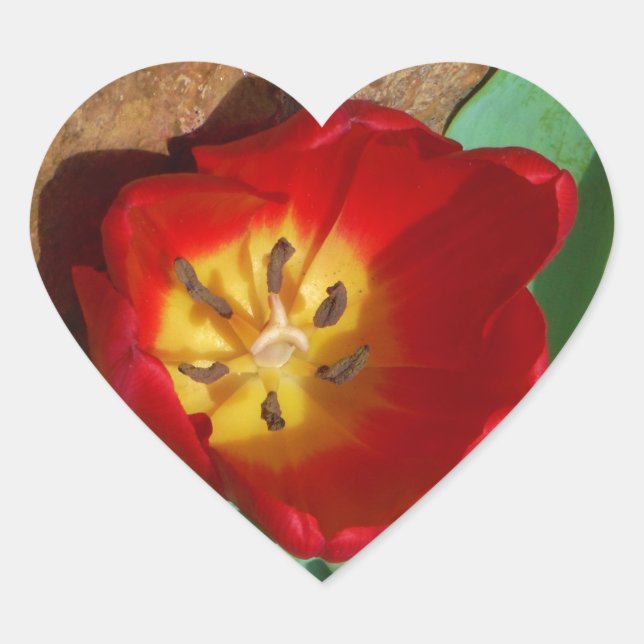Sticker Cœur Tulipe rouge du printemps (Devant)