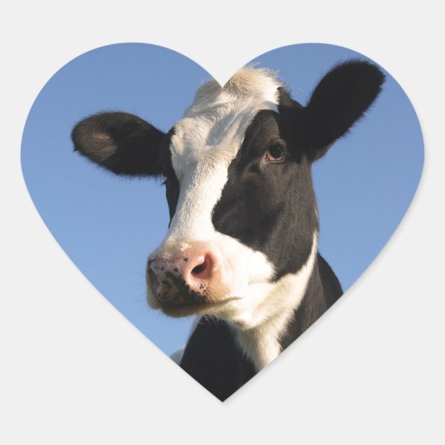 Sticker Cœur Vache attentive (Devant)