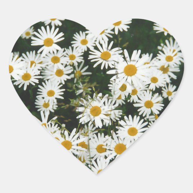 Sticker Cœur White Oxeye Daisy Meadow (Devant)