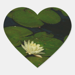 Sticker Cœur White Waterlily I Peaceful