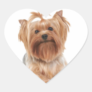 Sticker Cœur Yorkshire Terrier