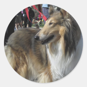 Sticker Collie