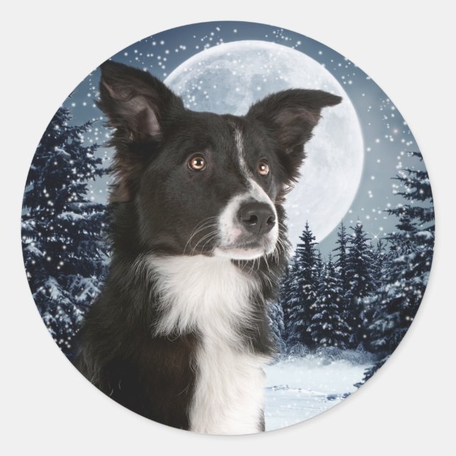 Sticker Collie Bordure (Devant)