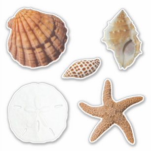 Sticker Coquillages Sable de poisson étoile Dollar Junonia