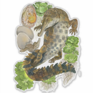 Sticker Crocodile grossier