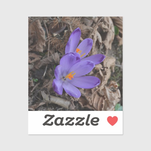 Sticker Crocus de bois à fleurs violettes (Feuille)
