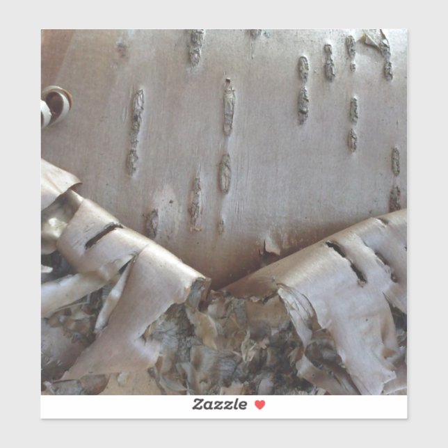 Sticker Curly Birch Bark Tree Rustic (Feuille)