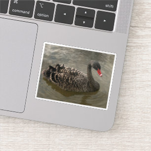 Sticker Cygne noir