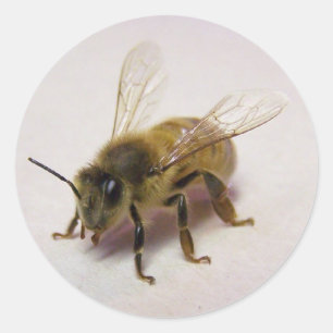Sticker d'abeille au miel