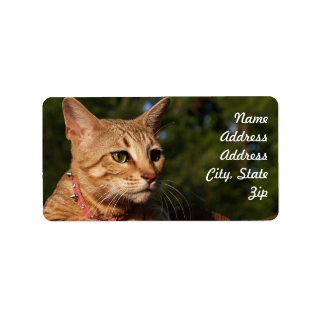 Sticker d'adresse de chat Savannah (Devant)