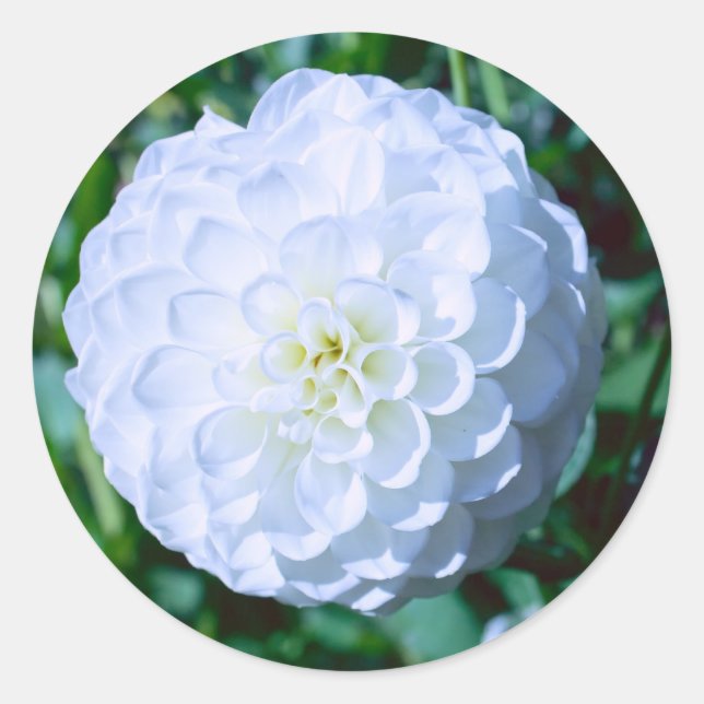 Sticker Dahlia Blanc (Devant)