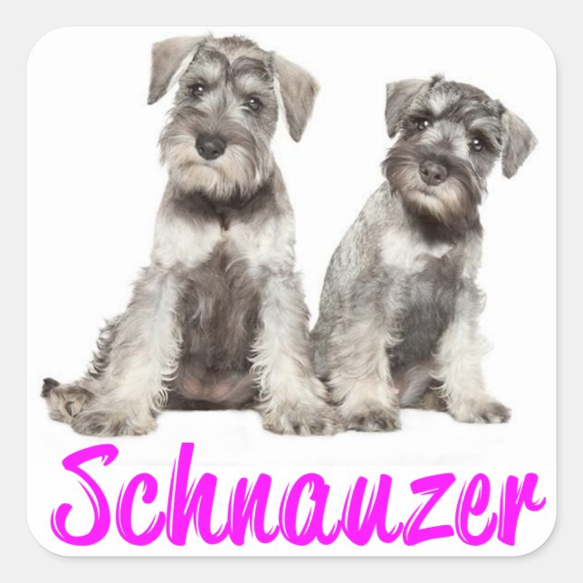 Sticker d'amour de chien chiot Schnauzer miniature (Devant)