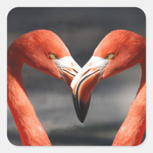 Sticker d'amour Flamant rose rose