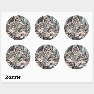 Sticker de chasse au trésor : ID animal de crapaud