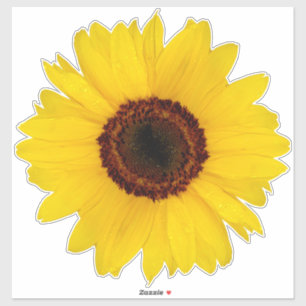 Sticker de contours de tournesol