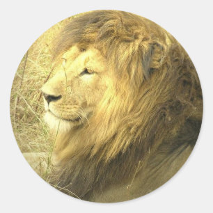 Sticker de la Fierté Lion