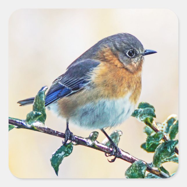 Sticker de l'Est de l'oiseau bleuté sur le membre  (Devant)