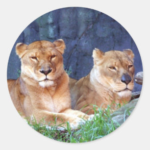 Sticker de lionne