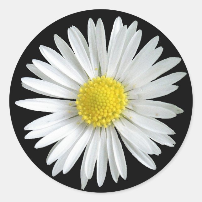 Sticker de marguerite (Devant)