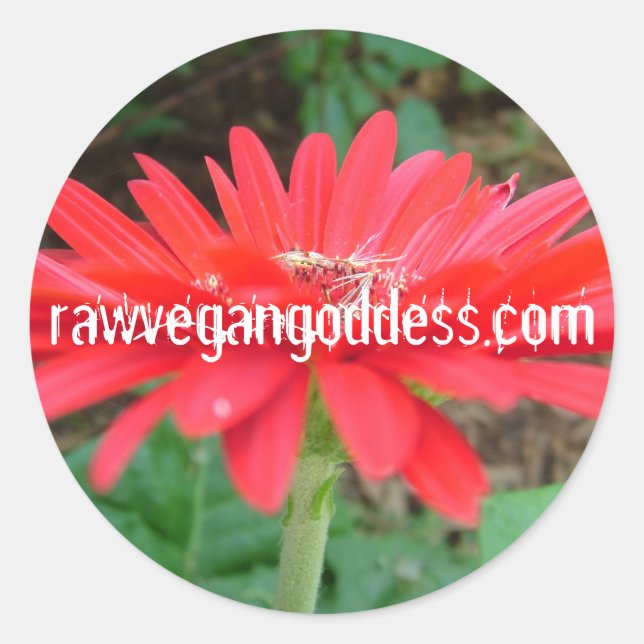 Sticker de marguerite (Devant)