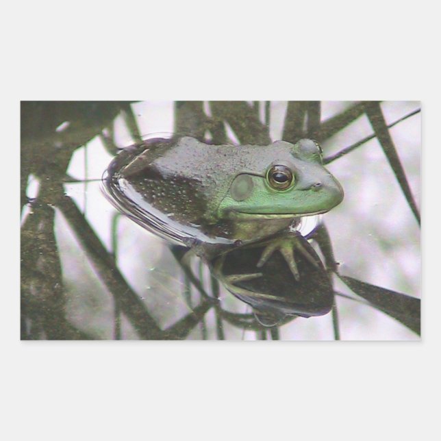 Sticker de réflexion de grenouille (Devant)