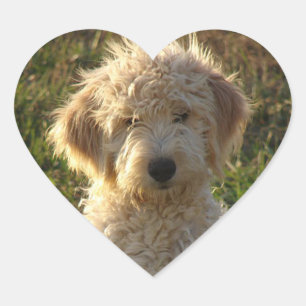 Sticker de salutation pour Chien Chien Coquelicot