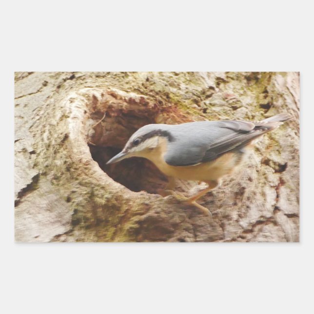 Sticker de trou de nuthatch et de pic (Devant)