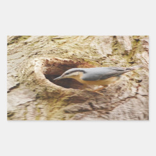 Sticker de trou de nuthatch et de pic