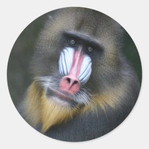 Sticker de visage de babon