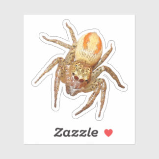 Sticker Dimorphic Jumping Spider (Maevia inclemens)