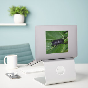 Sticker Dorcus parallelipipedus, le moindre dendroctone du