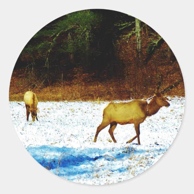 STICKER DSC00131.JPG (Devant)