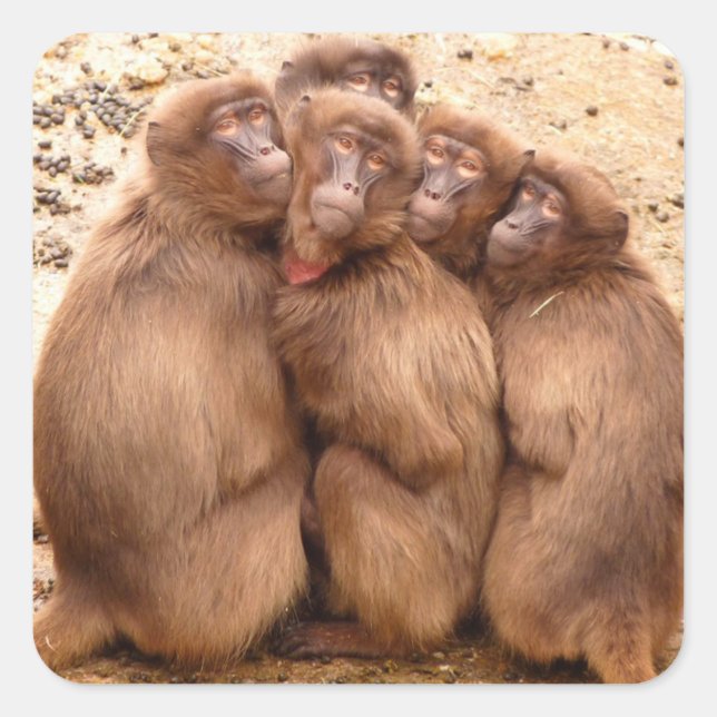 Sticker du groupe des singes (Devant)