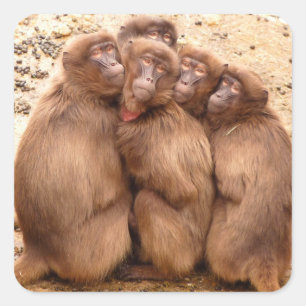 Sticker du groupe des singes