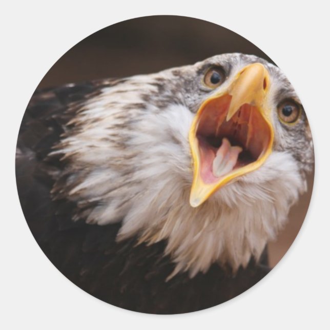 Sticker Eagle (Devant)