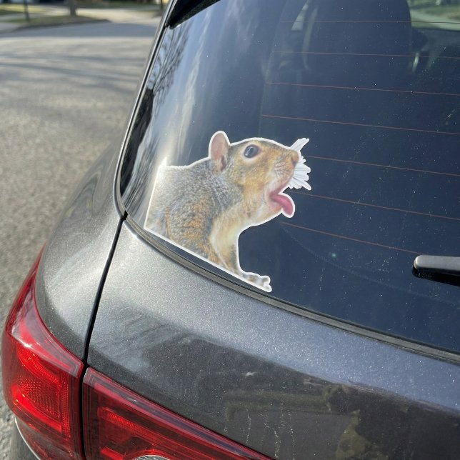 Sticker écureuil (Funny Licking Squirrel "Window Licker" Vinyl Sticker)