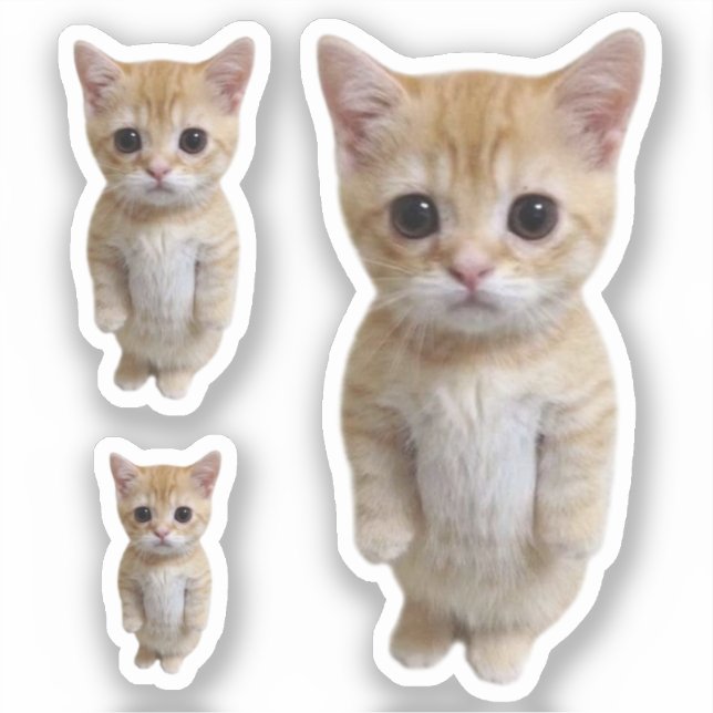 Sticker El Gato Chat Mème 3 Pack (Recto)
