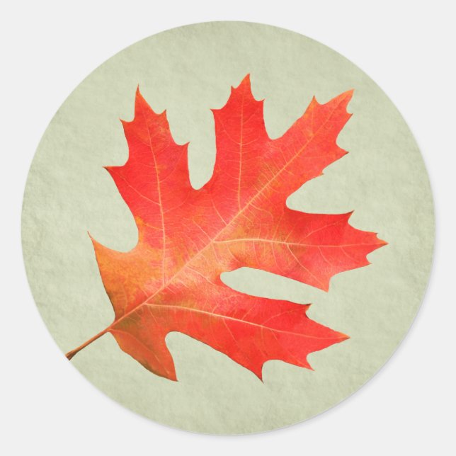 Sticker en feuille de chêne rouge (Devant)