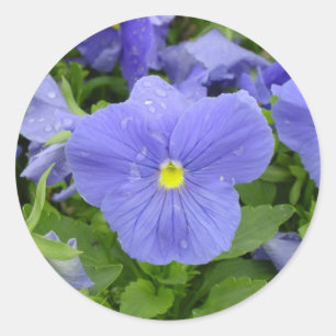 Sticker en Pansy Bleu/Violet