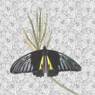 Sticker en vinyle avec Arrière - plan Butterfly & 
