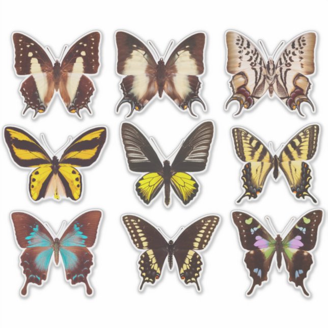 Sticker en vinyle de 14 po Collection papillon jau (Devant)