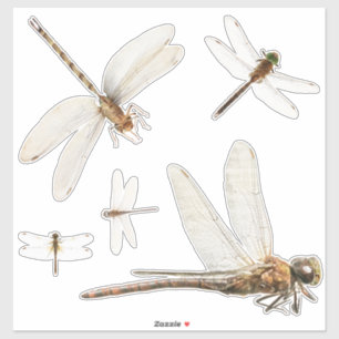 Sticker en vinyle découpé sur mesure de libellule