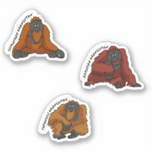 Sticker "Espèces d'Orangoutan"
