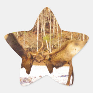 Sticker Étoile 2~ deux Bull Elk dans la neige