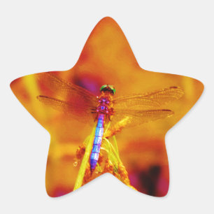 Sticker Étoile Arc-en-ciel libellule sur ambre et fuschie