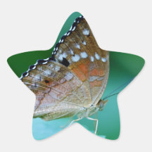 Beau Papillon Danaus Plexippus sur la feuille.