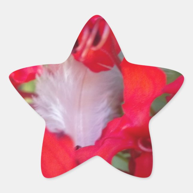 Sticker Étoile Beauté délicate : Fleur rouge avec plumes blanches (Devant)
