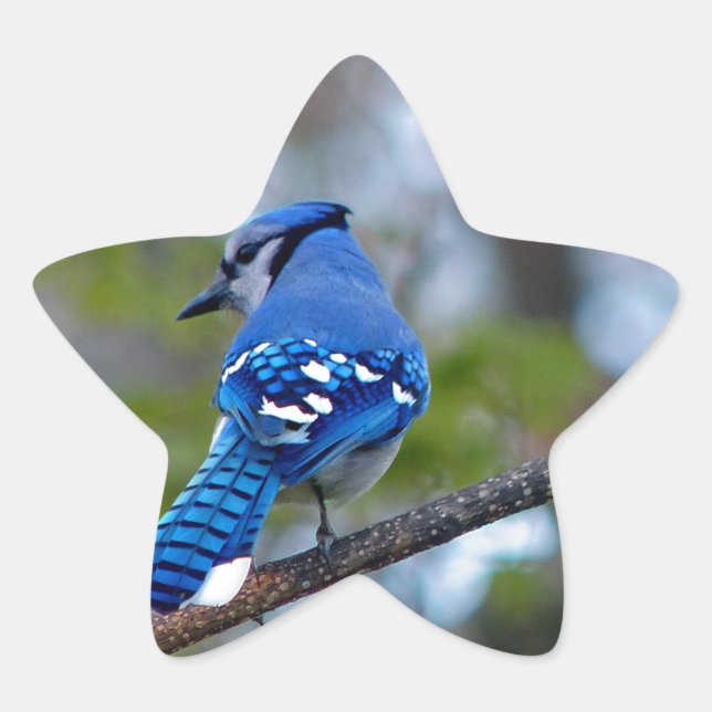 Sticker Étoile Blue Jay (Devant)
