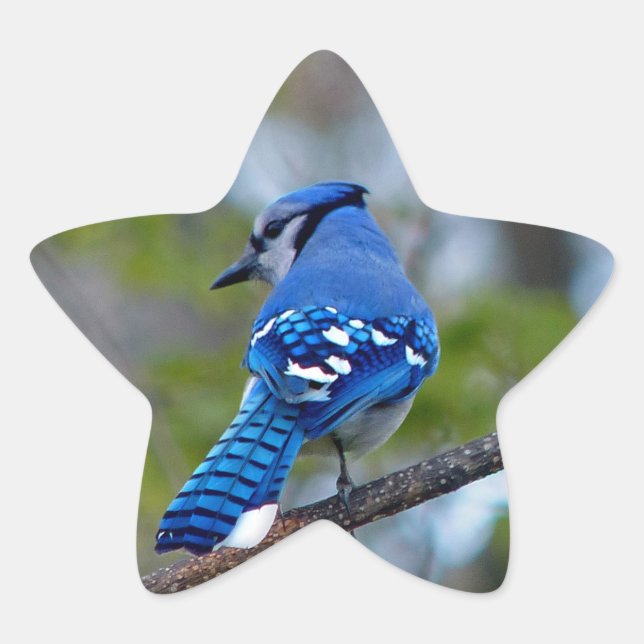 Sticker Étoile Blue Jay (Devant)